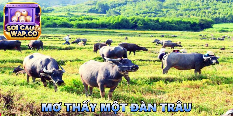 Mơ Thấy Trâu Đánh Lô Đề Con Gì? Giải Mã Điềm Hung Hay Cát