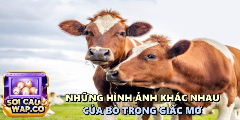 Mơ Thấy Bò Đánh Lô Đề Con Gì? Giải Mộng Chiêm Bao